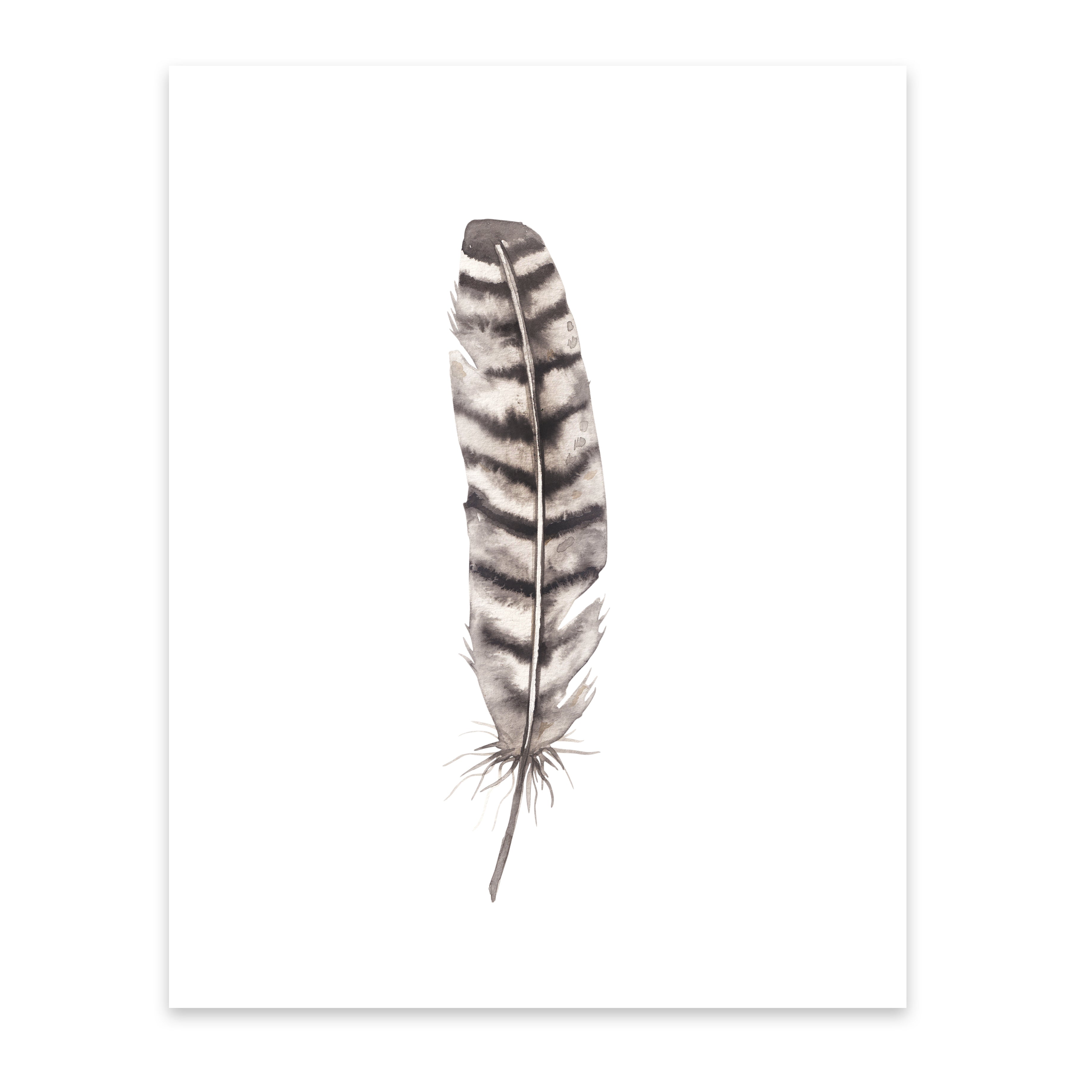 Wild Turkey Feather