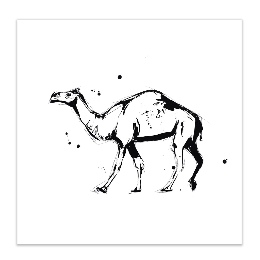 Camel Study